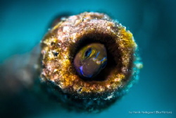 The artificial wreck on the Lumba Lumba house reef is a u... by Henrik Hedegaard 